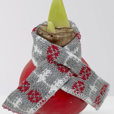 Amaryllis in Wachs, Dekor 'rot mit Winterschal', Blüte rot Amaryllis in Wachs, Dekor 'rot mit Winterschal', Blüte rot