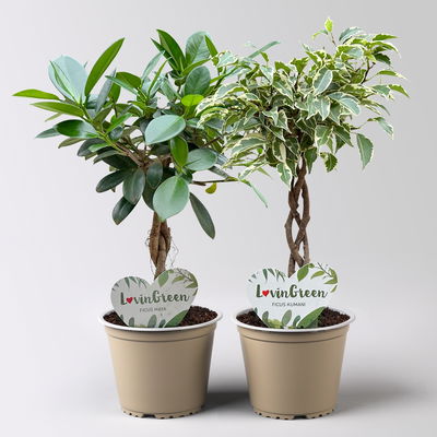 Ficus Flechtstamm Mix 'Kumani' & 'Maya' , Topf-Ø 12 cm, Höhe ca. 40 cm, 2 Stück Ficus Flechtstamm Mix 'Kumani' & 'Maya' , Topf-Ø 12 cm, Höhe ca. 40 cm, 2 Stück