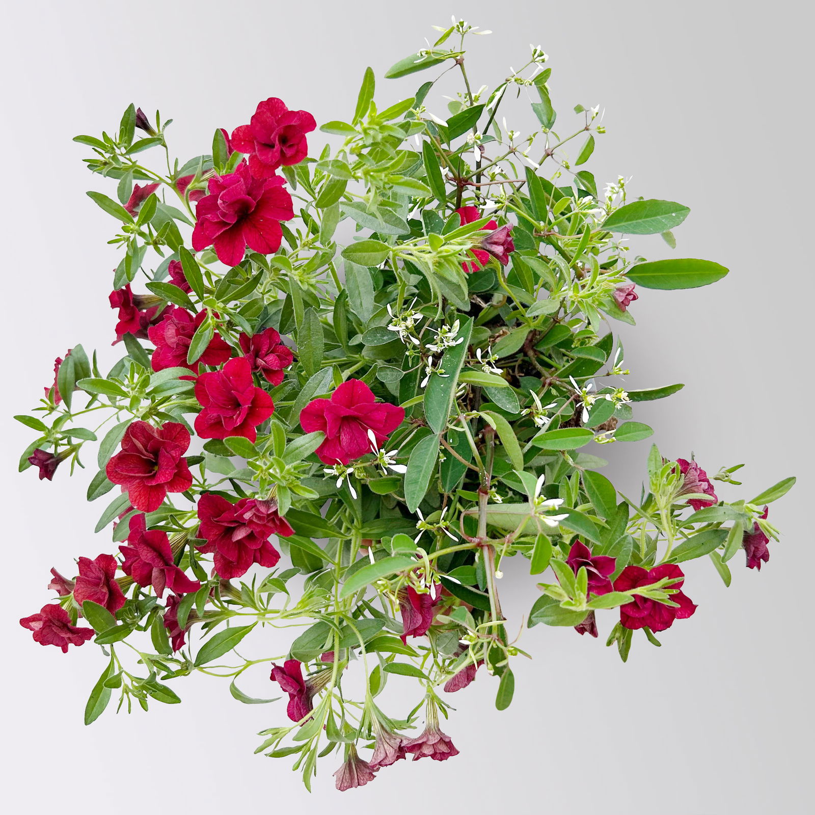 Zauberglöckchen-Schneewolke rot/weiß, Topf-Ø 13 cm, 6 Pflanzen Zauberglöckchen-Schneewolke rot/weiß, Topf-Ø 13 cm, 6 Pflanzen