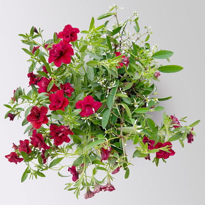 Zauberglöckchen-Schneewolke rot/weiß, Topf-Ø 13 cm, 6 Pflanzen Zauberglöckchen-Schneewolke rot/weiß, Topf-Ø 13 cm, 6 Pflanzen