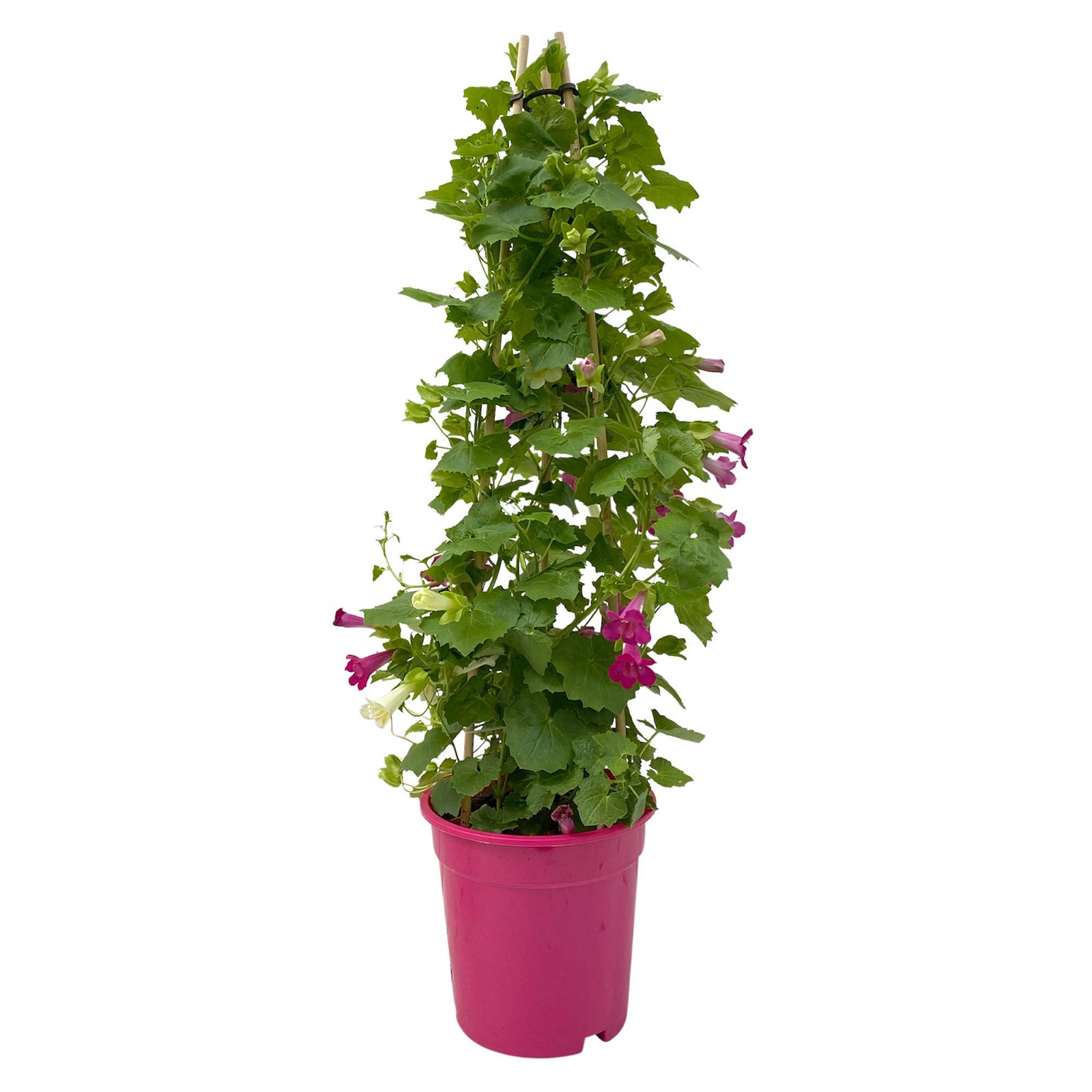 Lophospermum Lofos® 'Duo', rosarot& weiß, Pyramide, Topf-Ø 17 cm