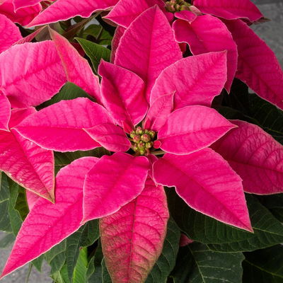 Bio Herbsttern, Euphorbia 'Princettia®', dunkelrosa, Topf-Ø 12 cm, 3 Pflanzen