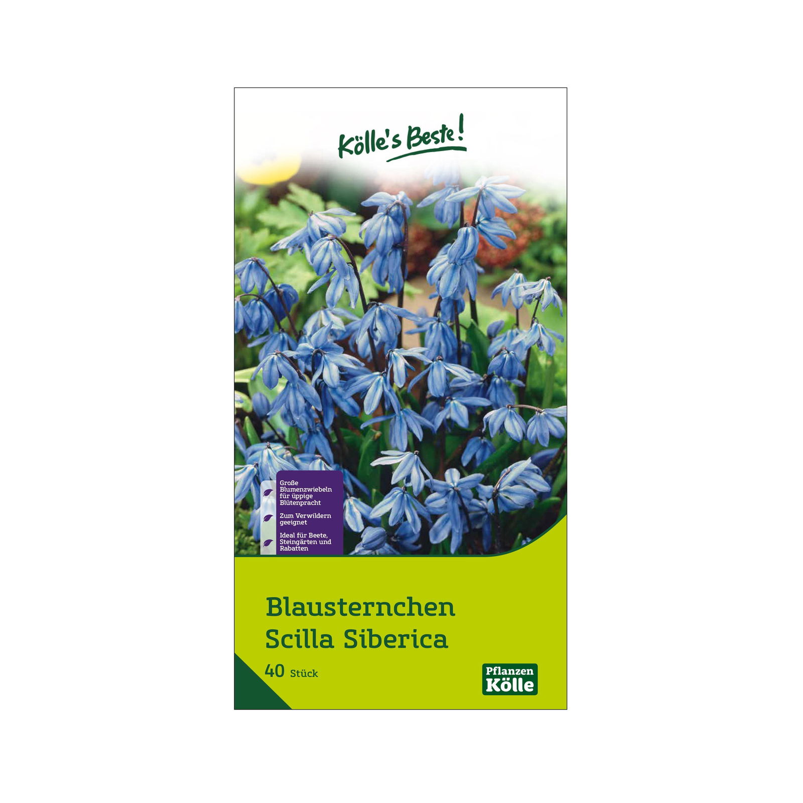 Blausternchen (Scilla Siberica) 40 Blumenzwiebeln