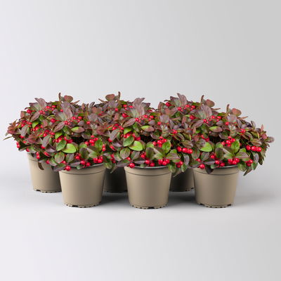 Scheinbeere, Topf-Ø 13 cm, 6 Stück Scheinbeere, Topf-Ø 13 cm, 6 Stück