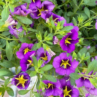 Zauberglöckchen 'Tik Tok® Grape' lila-gelb, Topf-Ø 13 cm, 6 Pflanzen