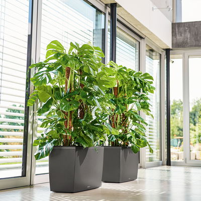 Lechuza 'Cararo', anthrazit, ca. 75 x 30 x H 43 cm