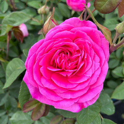 Englische Rose 'Gertrude Jekyll' (Ausbord) David Austin, rosa, Topf 5 Liter