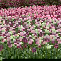 Zwiebelpflanzen-Set Romantik, rosa-lila-weiß, 9 Pflanzen Zwiebelpflanzen-Set Romantik, rosa-lila-weiß, 9 Pflanzen