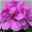 Geranie 'Ivy League™ Amethyst' lila-pink, hängend, Topf-Ø 13 cm, 6er-Set