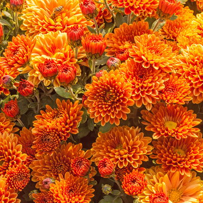 Bio Winteraster bronce, Topf 11x11 cm, 3 Pflanzen Bio Winteraster bronce, Topf 11x11 cm, 3 Pflanzen