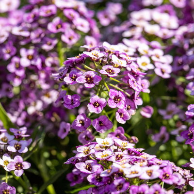 Lobularia rosa-lila, Topf-Ø 12 cm, 6er-Set