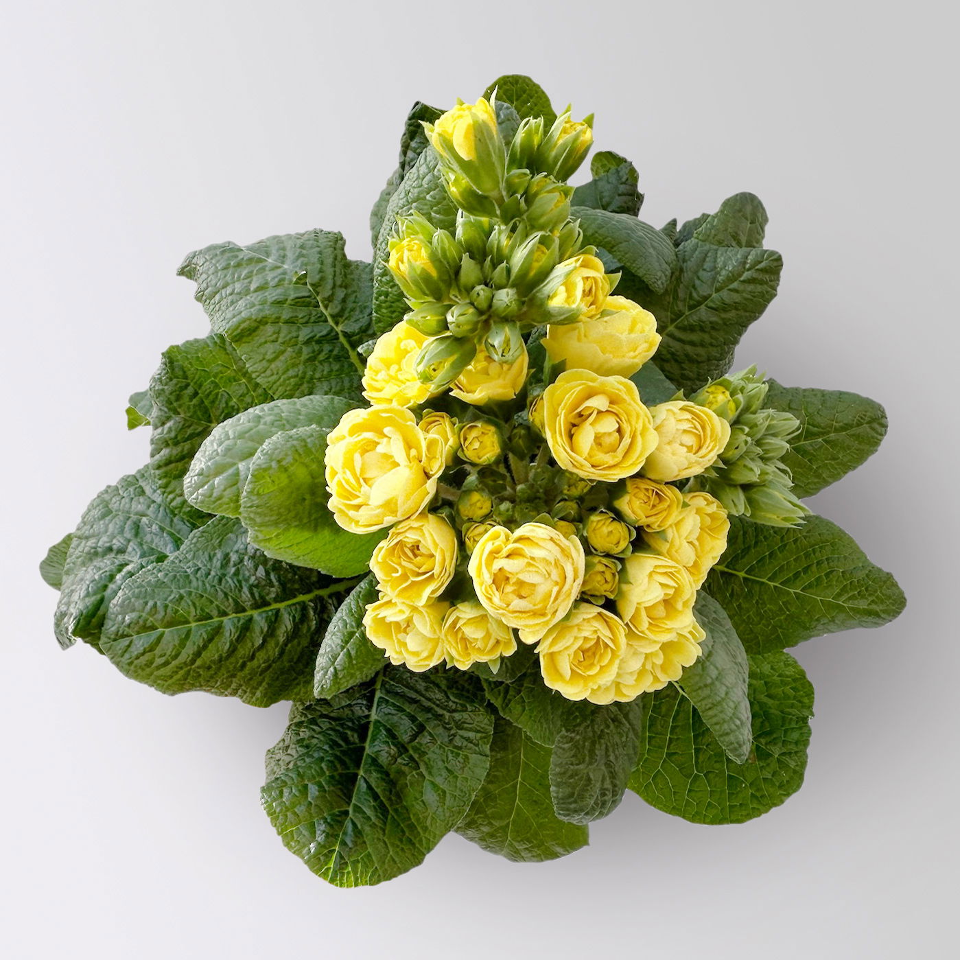 Primel 'Pollyanna Fresh Lemon', gelb, Topf-Ø 13 cm, 6 Pflanzen