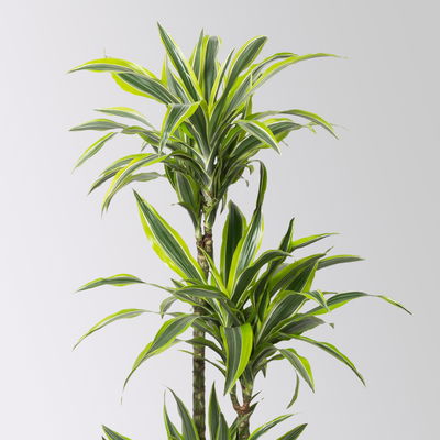 Duftender Drachenbaum 'Lemon Lime', Topf-Ø 24 cm, , Höhe ca. 140 cm Duftender Drachenbaum 'Lemon Lime', Topf-Ø 24 cm, , Höhe ca. 140 cm