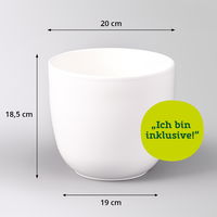 Gummibaum 'Tineke' in Keramiktopf Tusca weiß, Topf-Ø 17 cm, Höhe ca. 55 cm