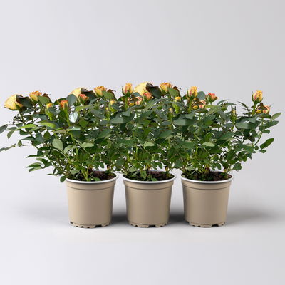 Rose 'Firebird Kordana® Grande', gelb-orange, Topf-Ø 10,5 cm, 3 Pflanzen