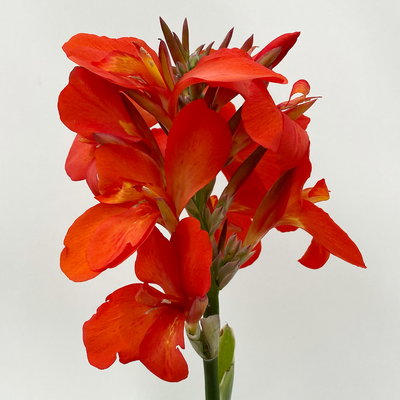 Canna 'Cannova®', rot, Topf-Ø 17 cm, 2 Pflanzen