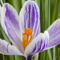 Krokus Mini, lila-weiß gestreift, Topf-Ø 5 cm, 10 Pflanzen