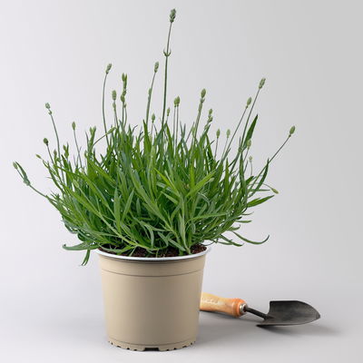 Lavendel 'Aromance White' weiß, Topf-Ø 19 cm, 2er-Set Lavendel 'Aromance White' weiß, Topf-Ø 19 cm, 2er-Set