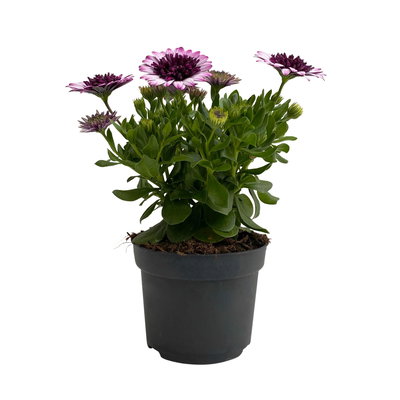 Osteospermum rosa/lila gefüllt, Topf-Ø 12 cm, 6 Stück Osteospermum rosa/lila gefüllt, Topf-Ø 12 cm, 6 Stück