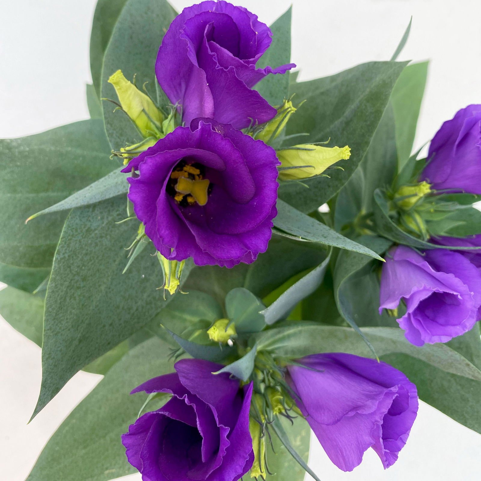 Lisianthus blau, Topf-Ø 10,5 cm, 8 Pflanzen