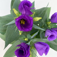 Lisianthus blau, Topf-Ø 10,5 cm, 8 Pflanzen