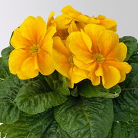 Primel dunkelgelb bis orange, Topf-Ø 10,5 cm, 8 Pflanzen Primel dunkelgelb bis orange, Topf-Ø 10,5 cm, 8 Pflanzen