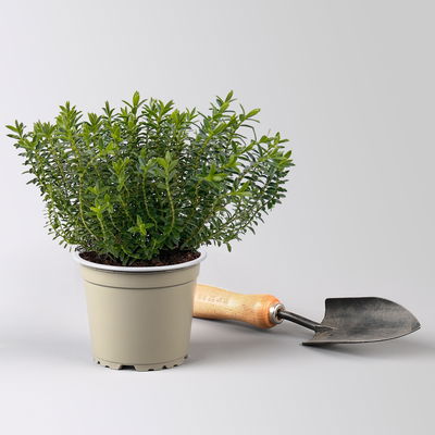 Grabbepflanzung Frühling grün-weiß, 12 Pflanzen