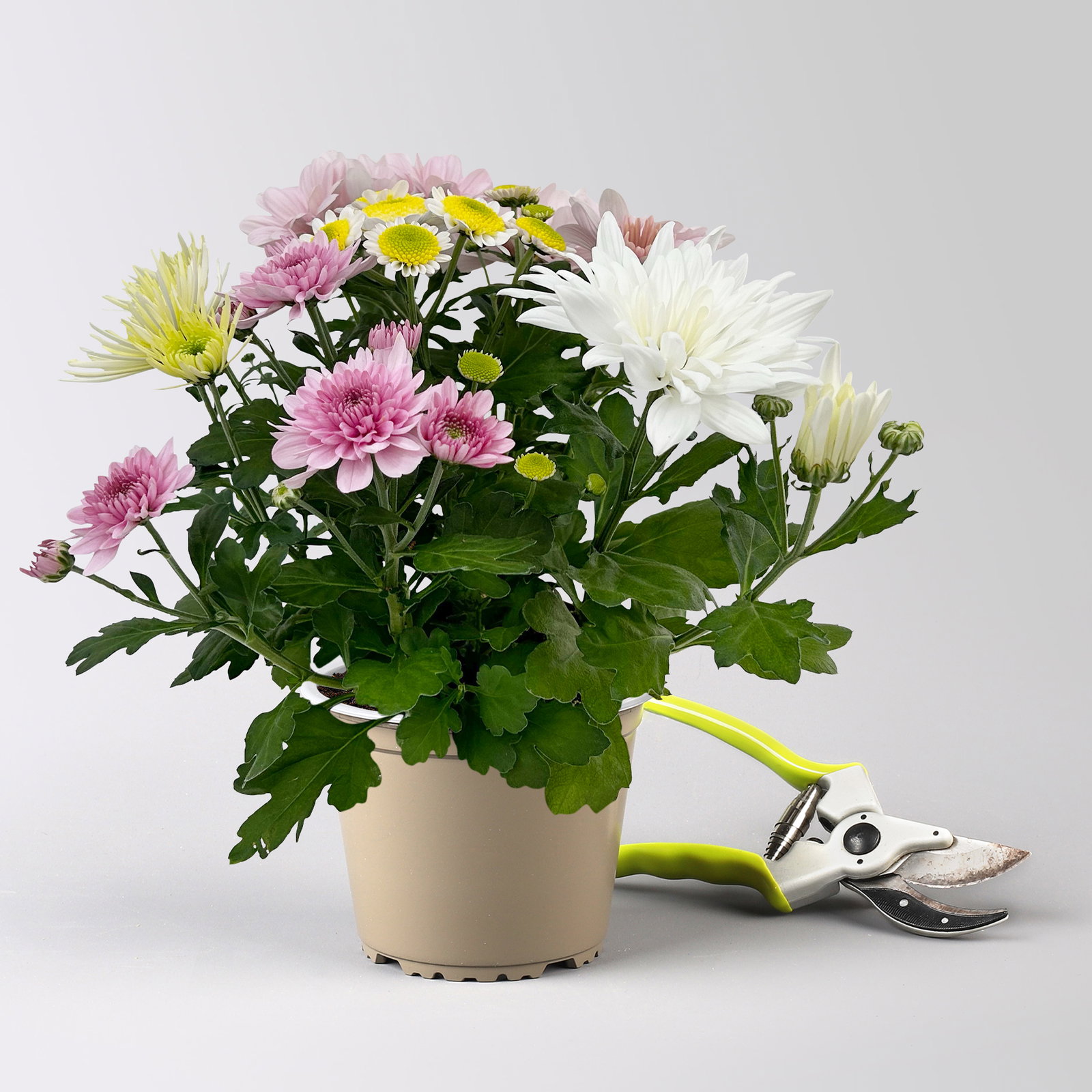 Chrysanthemen 'Bouquet', rosa-weiß-bordeaux-gelb, Topf-Ø 14 cm, 4 Pflanzen Chrysanthemen 'Bouquet', rosa-weiß-bordeaux-gelb, Topf-Ø 14 cm, 4 Pflanzen