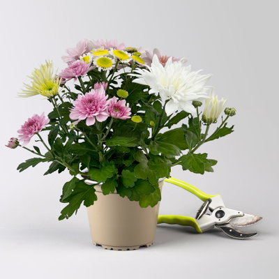 Chrysanthemen 'Bouquet', rosa-weiß-bordeaux-gelb, Topf-Ø 14 cm, 4 Pflanzen Chrysanthemen 'Bouquet', rosa-weiß-bordeaux-gelb, Topf-Ø 14 cm, 4 Pflanzen