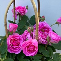 Englische Rose 'Gertrude Jekyll' (Ausbord), rosa, Doppelbogen, Topf 10 Liter