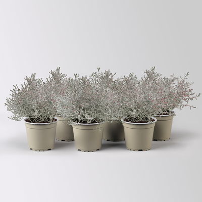 Calocephalus, winterweiß, rot geglittert, Topf-Ø 12 cm, 6 Pflanzen