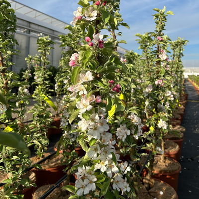 Kölle Bio Säulenapfel 'Greencatsⓢ', Unterlage MM 111, Topf 10 Liter Kölle Bio Säulenapfel 'Greencatsⓢ', Unterlage MM 111, Topf 10 Liter