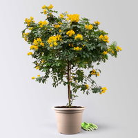 Gewürzrinde, gelb, Stamm, Topf-Ø 33, Höhe ca. 150 cm