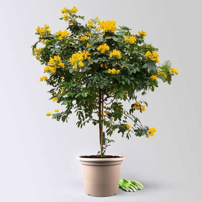 Gewürzrinde, gelb, Stamm, Topf-Ø 33, Höhe ca. 150 cm