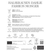 Kölles Beste Halskrausen-Dahlie 'Fashion Monger', weiß/rosa, 1 Blumenknolle