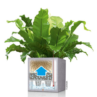 Lechuza 'Canto Stone 30 low', graphitschwarz, ca. 30 x 30 x H 30 cm