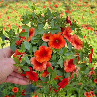 Zauberglöckchen 'Orange' orange, Topf-Ø 13 cm, 6 Pflanzen