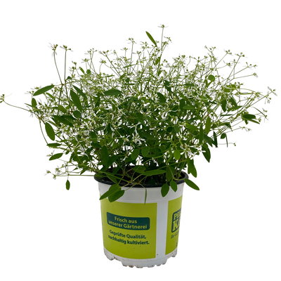 Zauberschnee™ 'Diamond Frost™' XL weiß, Topf 17 cm Ø, 2 Pflanzen Zauberschnee™ 'Diamond Frost™' XL weiß, Topf 17 cm Ø, 2 Pflanzen