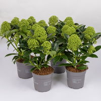 Blütenskimmie 'White Globe'®, Skimmia japonica, weiß, 4er Set, Topf 10,5 cm Ø