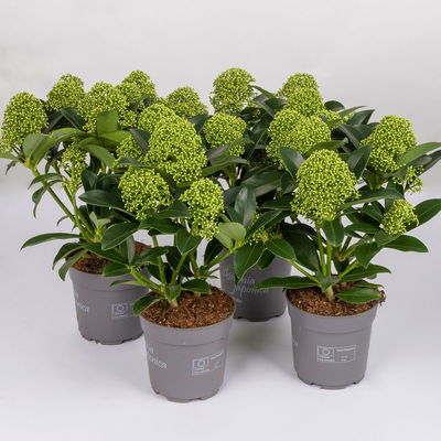 Blütenskimmie 'White Globe'®, Skimmia japonica, weiß, 4er Set, Topf 10,5 cm Ø Blütenskimmie 'White Globe'®, Skimmia japonica, weiß, 4er Set, Topf 10,5 cm Ø
