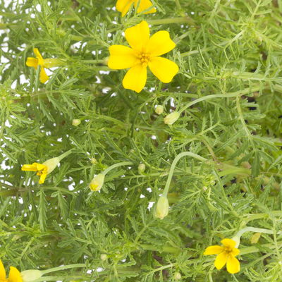 Kölle Bio Gewürztagetes, 12 cm Topf Kölle Bio Gewürztagetes, 12 cm Topf