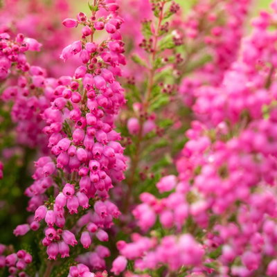 Glockenheide rosa/rot, Farbe nach Verfügbarkeit, Topf-Ø 11cm, 6 Pflanzen Glockenheide rosa/rot, Farbe nach Verfügbarkeit, Topf-Ø 11cm, 6 Pflanzen