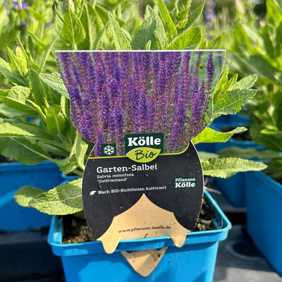 Bio Salvia nemorosa  'Ostfriesland' blau, Topf 11x11 cm, 3 Pflanzen Bio Salvia nemorosa  'Ostfriesland' blau, Topf 11x11 cm, 3 Pflanzen