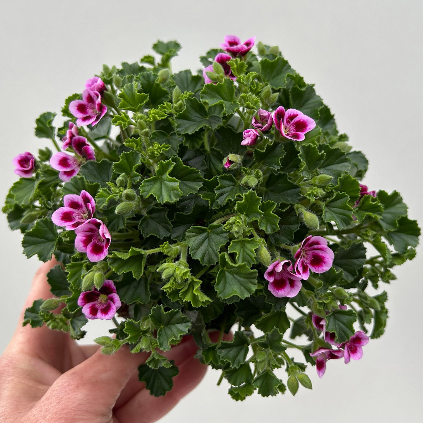 Duftgeranie 'Angel Aroma®Jady®', pink-bordeaux, Topf-Ø 12 cm, 6 Pflanzen