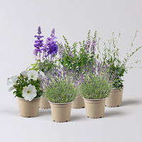 Pflanzenkreation Lavendeltraum, groß, 6 Pflanzen