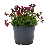 Moos-Steinbrech rot, Topf-Ø 13 cm, 6er-Set