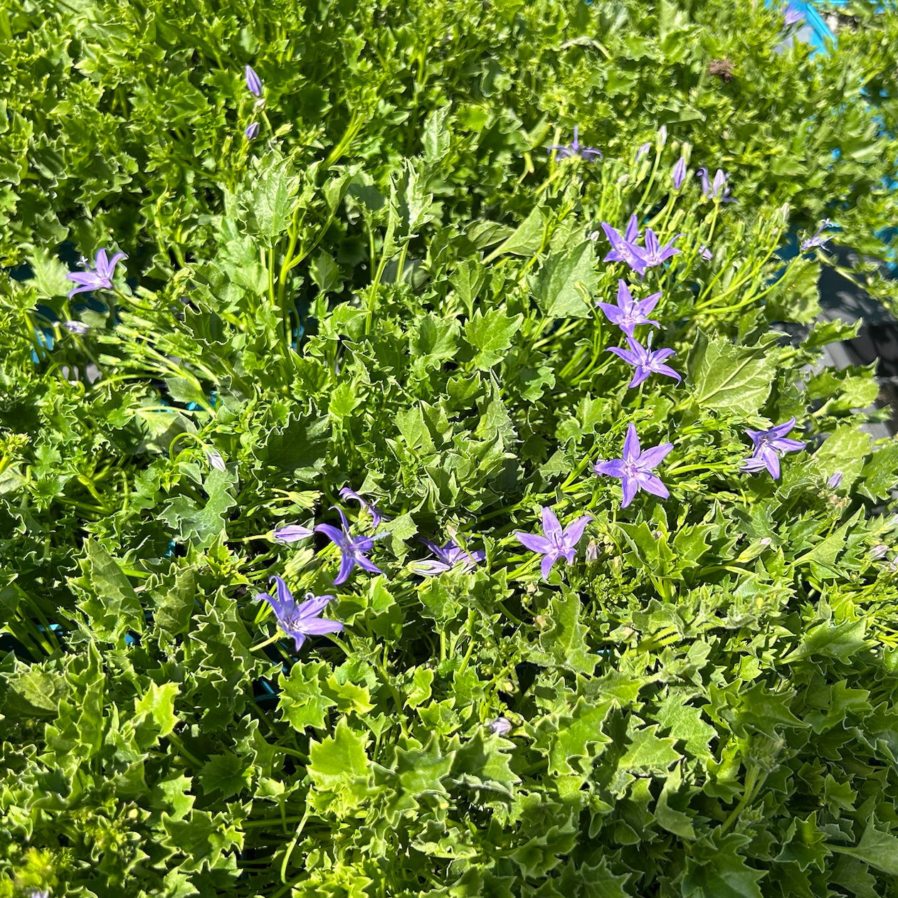 Bio Campanula garganica blau, Topf 11x11 cm, 3 Pflanzen Bio Campanula garganica blau, Topf 11x11 cm, 3 Pflanzen