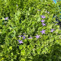 Bio Campanula garganica blau, Topf 11x11 cm, 3 Pflanzen Bio Campanula garganica blau, Topf 11x11 cm, 3 Pflanzen