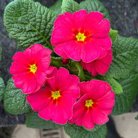 Primel 'Sunrise', pink, Topf-Ø 11 cm, 8 Pflanzen