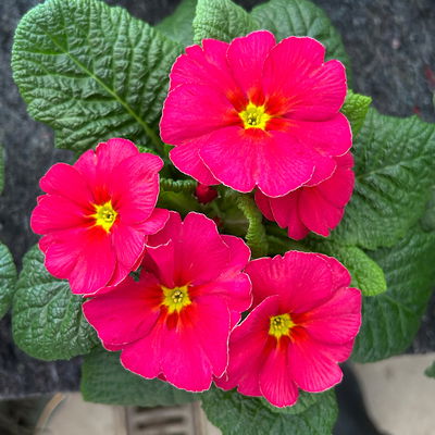 Primel 'Sunrise', pink, Topf-Ø 11 cm, 8 Pflanzen